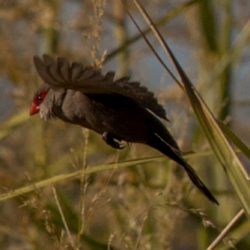 Common Waxbill, Rooibeksysie, (Estrilda astrild)
