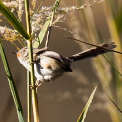 Tawny-flanked Prinia, Bruinsylangstertjie, (Prinia subflava)