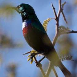 Marico Sunbird, Maricosuikerbekkie, (Cinnyris mariquensis)