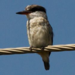 Striped Kingfisher