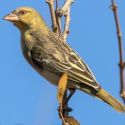 Southern Masked Weaver, Swartkeelgeelvink, (Ploceus velatus) non-breeding male
