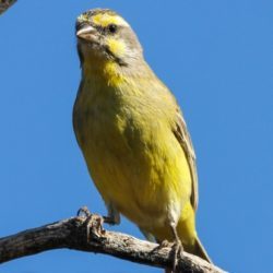 Yellow-fronted Canary, Geeloogkanarie, (Crithagra Mozambica)