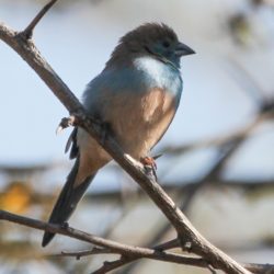 Blue Waxbill,Gewone Blousysie, (Uraeginthus Angolensis)
