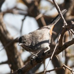 Chestnut-vented Tit-babbler, Bosveldtjeriktik, (Sylvia Subcaerulea)