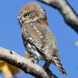 Pearl-spotted Owlet, Witkoluil, (Glaucidium perlatum)