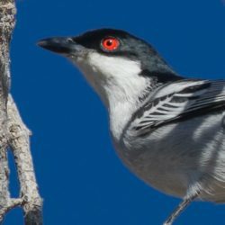 Black-backed Puffback, Sneeubal, (Dryoscopus Cubla)