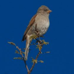 Southern Grey-headed Sparrow, Gryskopmossie, (Passer Diffusus)