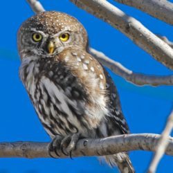 Pearl-spotted Owlet, Witkoluil, (Glaucidium perlatum)