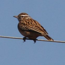 Sabota Lark, Sabotalewerik, (Calendulauda Sabota)