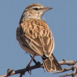 Sabota Lark, Sabotalewerik, (Calendulauda Sabota)