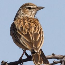 Sabota Lark, Sabotalewerik, (Calendulauda Sabota)