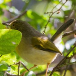 Grey-backed Cameroptera, Grysrugkwêkwêvoël, (Camaroptera brevicaudata)