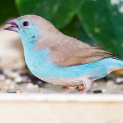 Blue Waxbill,Gewone Blousysie, (Uraeginthus Angolensis)