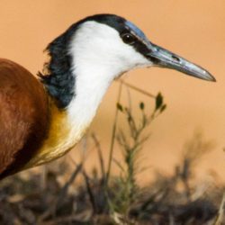 African Jacana, Grootlangtoon, (Actophilornis africanus)