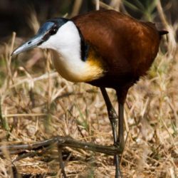 African Jacana, Grootlangtoon, (Actophilornis africanus)