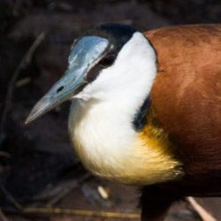 African Jacana, Grootlangtoon, (Actophilornis africanus)
