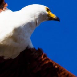 African Fish Eagle, Visarend, (Haliaeetus vocifer)