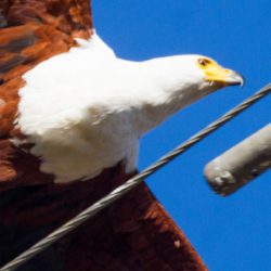 African Fish Eagle, Visarend, (Haliaeetus vocifer)