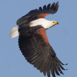 African Fish Eagle, Visarend, (Haliaeetus vocifer)