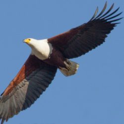 African Fish Eagle, Visarend, (Haliaeetus vocifer)