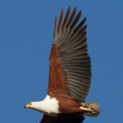 African Fish Eagle, Visarend, (Haliaeetus vocifer)