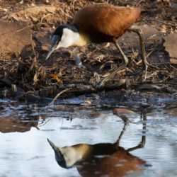 African Jacana, Grootlangtoon, (Actophilornis africanus)