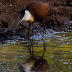African Jacana, Grootlangtoon, (Actophilornis africanus)