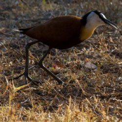 African Jacana, Grootlangtoon, (Actophilornis africanus)