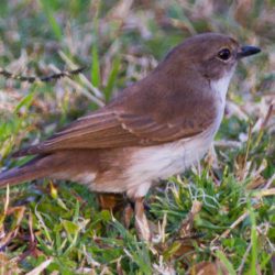 Marico Flycatcher, Maricovlieëvanger, (Bradornis mariquensis)
