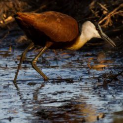 African Jacana, Grootlangtoon, (Actophilornis africanus)