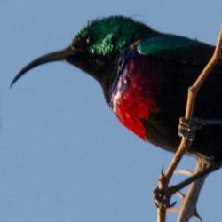 Marico Sunbird, Maricosuikerbekkie, (Cinnyris mariquensis)