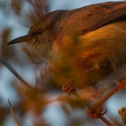 Long-billed Crombec, Bosveldstompstert, (Sylvietta rufescens)