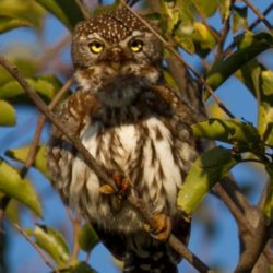 Pearl-spotted Owlet, Witkoluil, (Glaucidium perlatum)