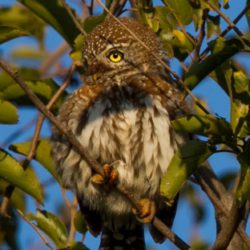 Pearl-spotted Owlet, Witkoluil, (Glaucidium perlatum)