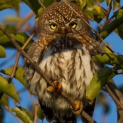 Pearl-spotted Owlet, Witkoluil, (Glaucidium perlatum)