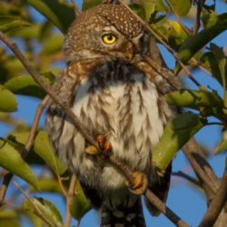 Pearl-spotted Owlet, Witkoluil, (Glaucidium perlatum)