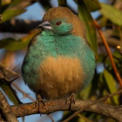 Blue Waxbill, Gewone Blousysie, (Uraeginthus angolensis)