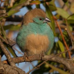 Blue Waxbill, Gewone Blousysie, (Uraeginthus angolensis)