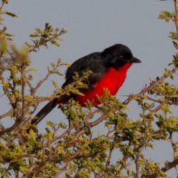 Crimson-breasted Shrike, Rooiborslaksman, (Laniarius atrococcineus)