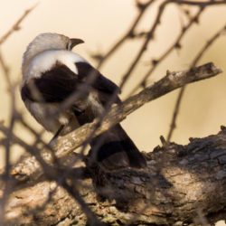 Southern Pied Babbler, Witkatlagter, (Turdoides bicolor)