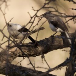 Southern Pied Babbler, Witkatlagter, (Turdoides bicolor)