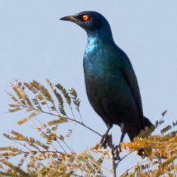 Cape Glossy Starling, Kleinglansspreeu, (Lamprotornis nitens)