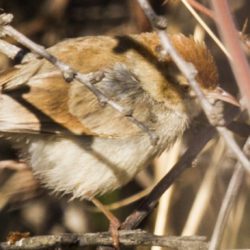 Neddicky, Neddikkie, (Cisticola fulvicapilla)