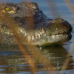 Nile crocodile (Crocodylus niloticus)