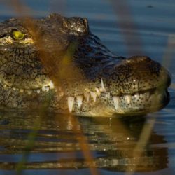 Nile crocodile (Crocodylus niloticus)