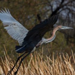 Goliath Heron, Reusereier, (Ardea goliath)