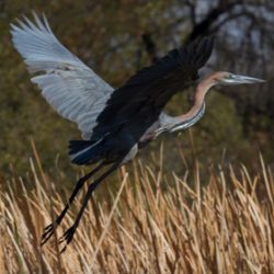 Goliath Heron, Reusereier, (Ardea goliath)