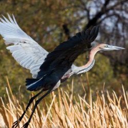 Goliath Heron, Reusereier, (Ardea goliath)