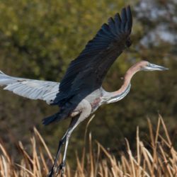 Goliath Heron, Reusereier, (Ardea goliath)