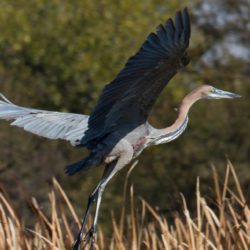 Goliath Heron, Reusereier, (Ardea goliath)